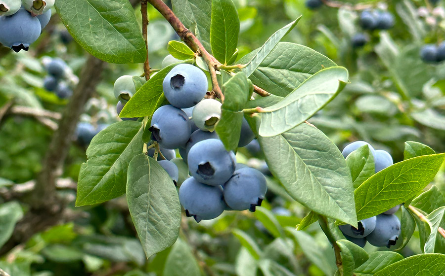 月山高原鈴木農園のブルーベリージャム　4個セット　有機栽培　K-634