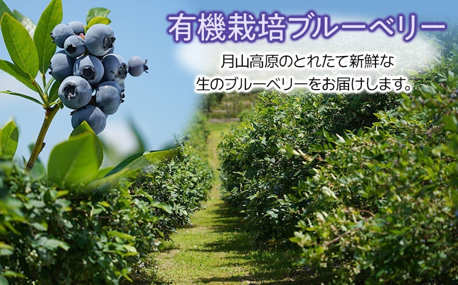 【令和8年産先行予約】月山高原のオーガニックブルーベリー(大粒・800g)　K-855