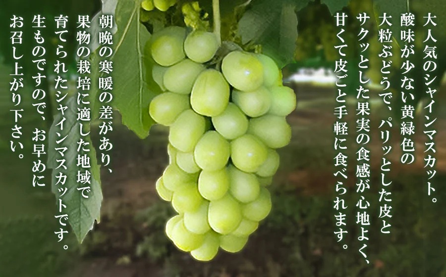 【令和8年産先行予約】 シャインマスカット 約2kg 山形県鶴岡産　産直あぐり　K-855