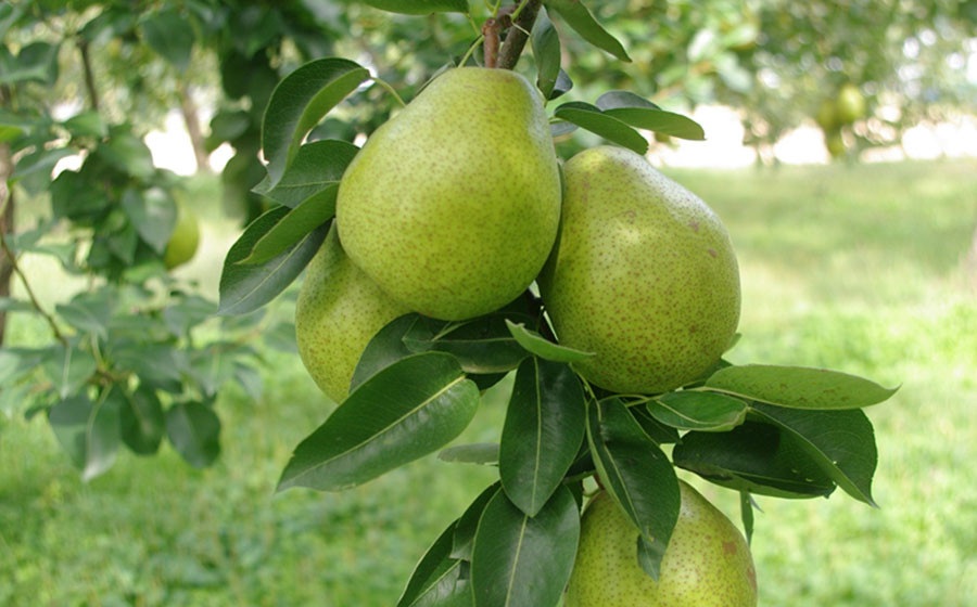 【令和8年産先行予約】山形県産 ラ・フランス 約2kg ＆ 庄内柿 約2.5kgセット　産直あぐり K-847