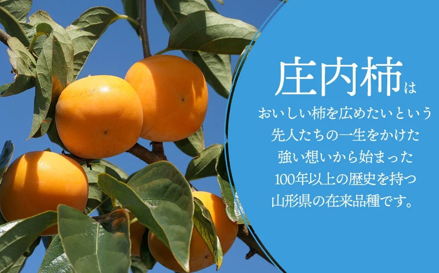 【令和8年産先行予約】JA庄内たがわの庄内柿 約7kg　秀品　M～Lサイズ （36～40玉）　K-835