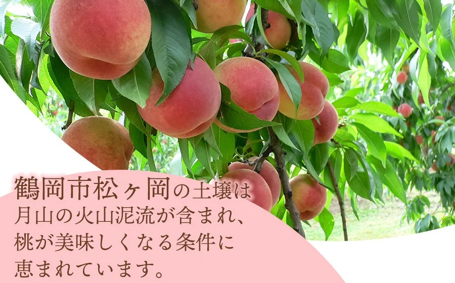 【令和8年産先行予約】 桃 品種おまかせ 5kg(15玉～18玉) 山形県鶴岡市産　株式会社 元青果