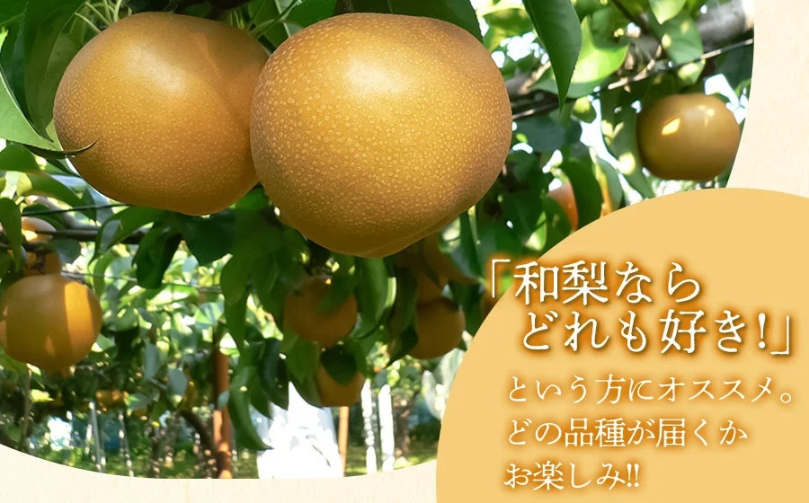 【令和8年産先行予約】 和梨 品種おまかせ 秀品 5kg (12～16玉)  山形県鶴岡市産　株式会社 元青果