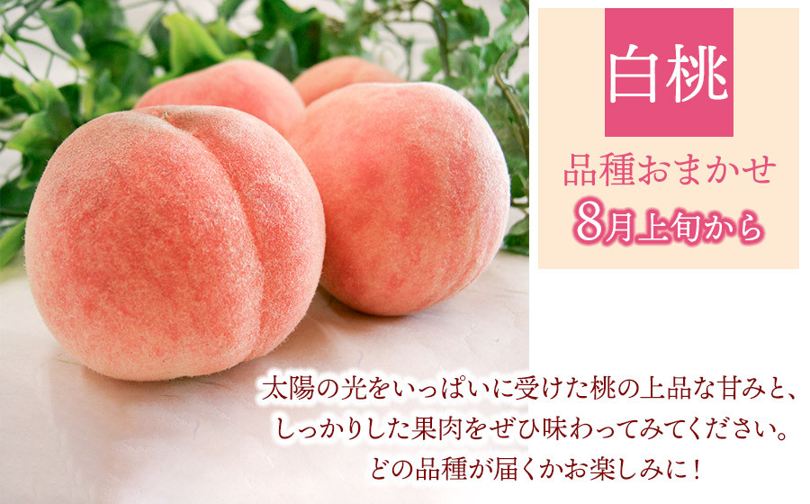 【令和8年産 先行予約】鶴岡の秋のフルーツ満喫便【3回お届け】白桃・和梨・庄内柿　山形県鶴岡産　株式会社　元青果