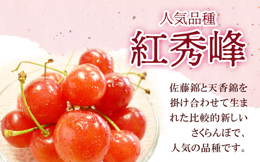 【令和8年産先行予約】 さくらんぼ 紅秀峰 (L又は2Lサイズ) 1kg バラ詰め 山形県鶴岡市産　株式会社 元青果