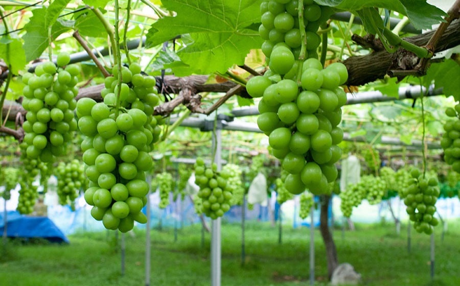 【令和8年産先行予約】 シャインマスカット 2房 約1.2kg　山形県鶴岡市産　長南農園