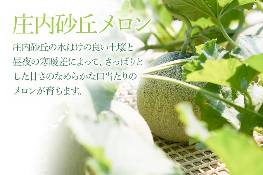 【令和8年産先行予約】アンデスメロン（青肉） 約4.5kg 2L～4L 【秀品】 3玉～５玉入 【令和8年6月下旬～7月下旬頃発送予定】 山形県鶴岡産 庄内砂丘メロン 御殿まりメロン 丸果庄内青果
