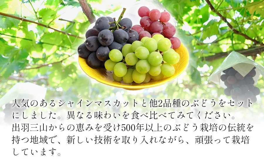 【令和8年産先行予約】大粒ぶどう3種　約2kg　シャインマスカット＋他2品種　丸果庄内青果