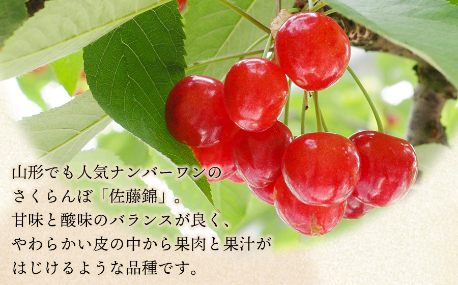 【令和8年産先行予約】さくらんぼ　佐藤錦 約1kg 山形県庄内産　丸果庄内青果　| サクランボ フルーツ 果物 くだもの 旬 人気 美味しい 鶴岡市 先行予約 返礼品