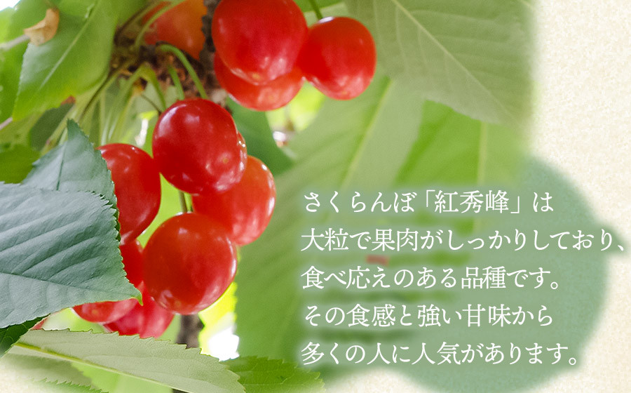 【令和8年産先行予約】 さくらんぼ 紅秀峰 約1kg 山形県庄内産　丸果庄内青果　| サクランボ フルーツ 果物 くだもの 旬 人気 美味しい 大粒 鶴岡市 先行予約 返礼品