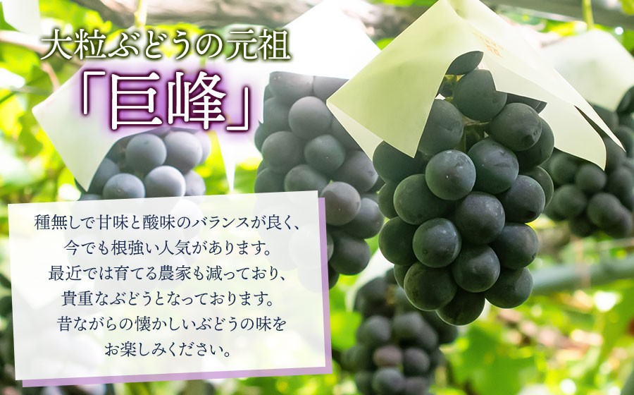 【令和8年産先行予約】種なし巨峰　約1kg（2～3房） 山形県鶴岡市産　重ちゃん農園