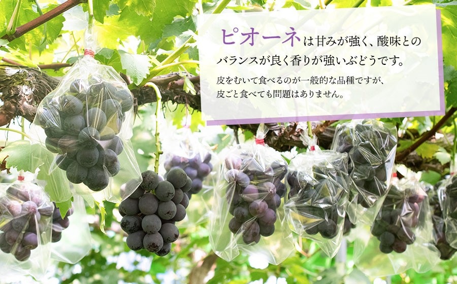  【令和8年産先行予約】種なしピオーネ　約1kg（2～3房） 山形県鶴岡市産　重ちゃん農園