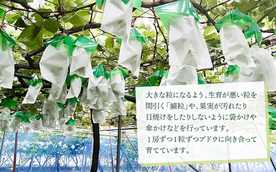 【令和8年産先行予約】 大人気 シャインマスカット 約2kg（約3～4房） 山形県鶴岡産 重ちゃん農園