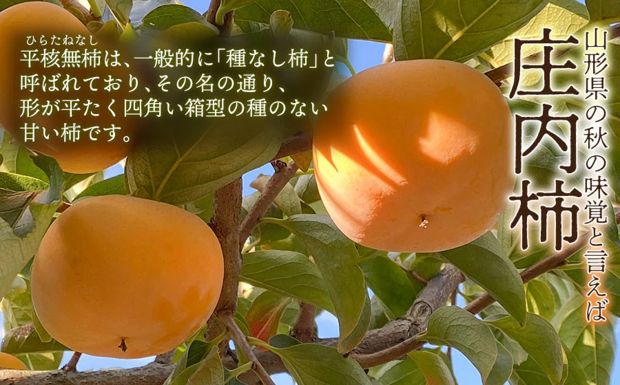 【令和8年産先行予約】家庭用　庄内柿（ひらたねなし柿）約5kg（28～36玉） 山形県鶴岡市産　重ちゃん農園