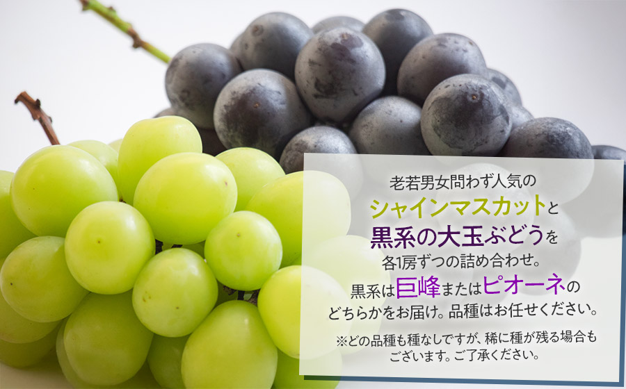 【令和8年産先行予約】 ぶどう詰め合わせ 2房 (シャインマスカットと黒系品種 各1房)　山形県鶴岡市 重ちゃん農園