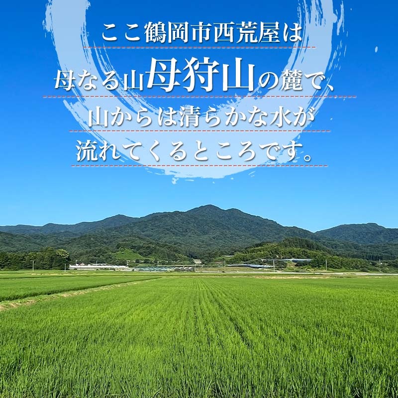 【令和6年産 先行予約】 ミルキークイーン＆コシヒカリ＆はえぬき 三種食べ比べセット 各3kg　伊藤農園