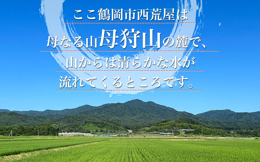 【令和7年産】【新米】コシヒカリ　無洗米5kg　伊藤農園