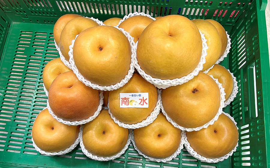 【令和8年産先行予約】 南水(和梨) 約3kg 箱入り (7～9個入り) 山形県鶴岡市 伊藤農園