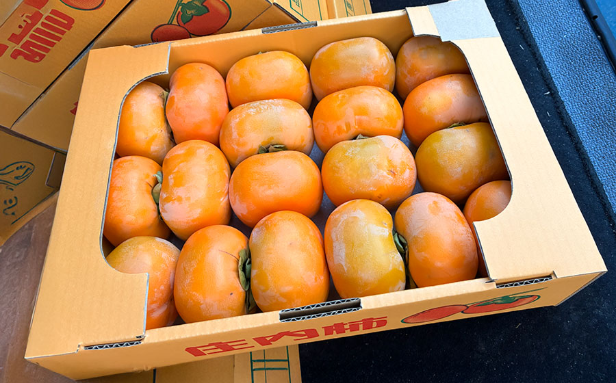 【令和8年産先行予約】 庄内柿 約3.5kg 　山形県鶴岡市　伊藤農園