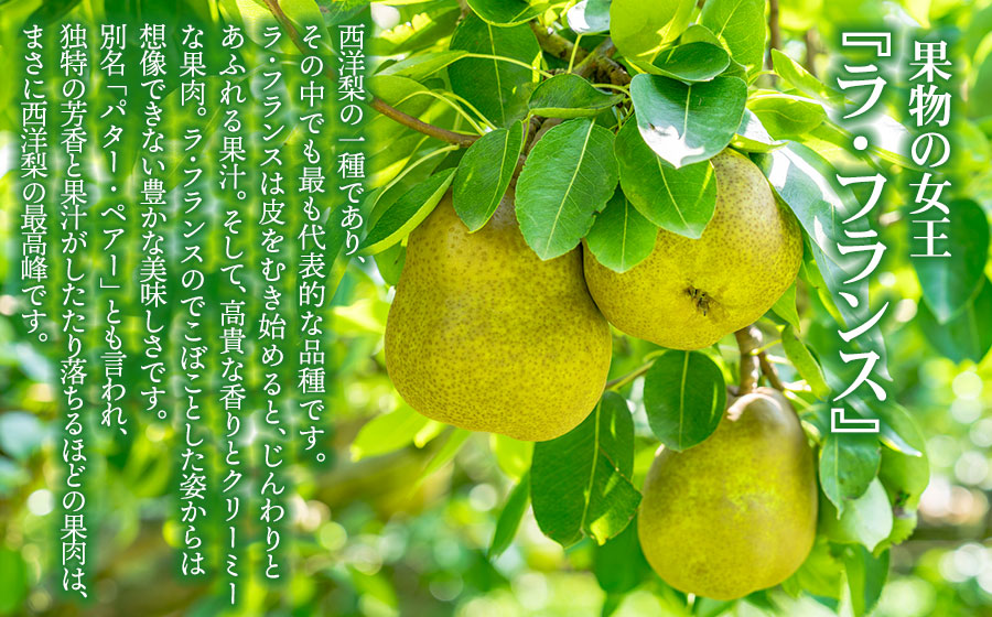 【令和8年産先行予約】家庭用ラ・フランス　M～Lサイズ  2kg箱入り(10～12個入)　伊藤農園