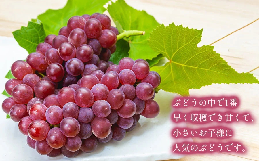 【令和8年産先行予約】デラウェア 約1kg (6～7房) 山形県鶴岡市産 ヤマショウ
