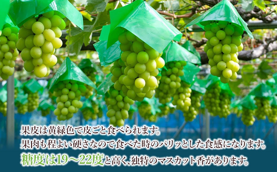 【令和8年産先行予約】シャインマスカット 約2kg (3~4房) 山形県鶴岡市産　ヤマショウ
