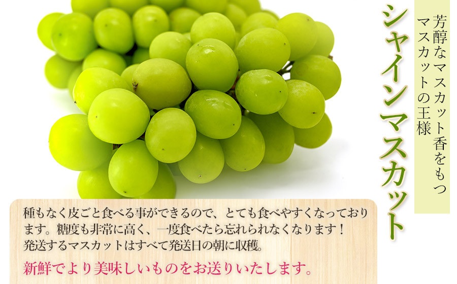 【令和8年産先行予約】【訳あり】 バラ粒 シャインマスカット 約2.8kg以上（3パック)　山形県鶴岡市　渡部農園