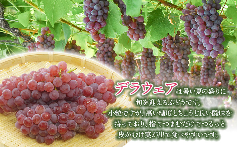 【令和8年産先行予約】 鶴岡市産 デラウェア 約1kg 佐藤農園