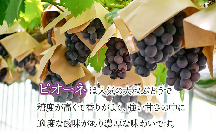 【令和8年産先行予約】 鶴岡市産 ピオーネ 約2kg（3～5房） 佐藤農園