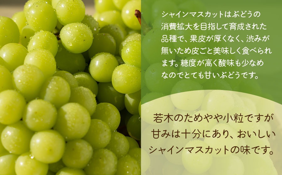 【令和8年産先行予約】 鶴岡市産 シャインマスカット(やや小粒) 約2kg (4～7房)　佐藤農園