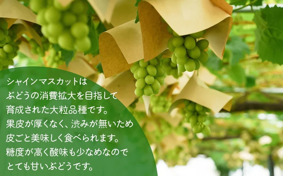 【令和8年産先行予約】 鶴岡市産 シャインマスカット 約1kg (2房)　佐藤農園