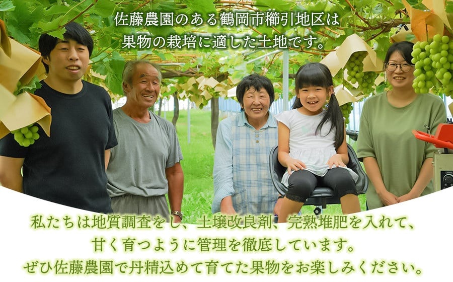 【令和8年産先行予約】 ラ・フランス Lサイズ 約2kg(11玉) 山形県鶴岡市産　佐藤農園