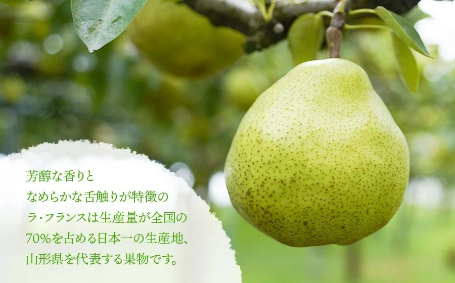 【令和8年産先行予約】 ラ・フランス 2L～3L 約5kg(16～18玉)　山形県鶴岡市産 佐藤農園
