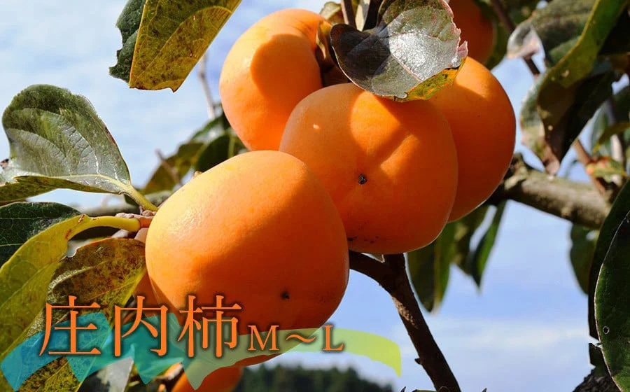 【令和8年産先行予約】庄内柿＆ラ・フランス セット 約2kg 山形県鶴岡市産　佐藤農園