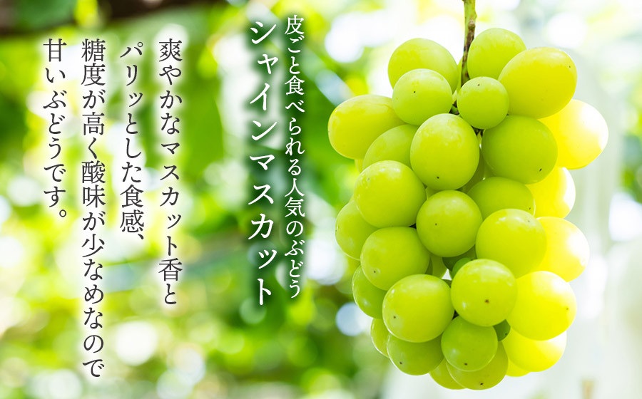 【令和8年産先行予約】鶴岡市産ぶどう シャインマスカット　約2kg（3房）　伊藤果樹園