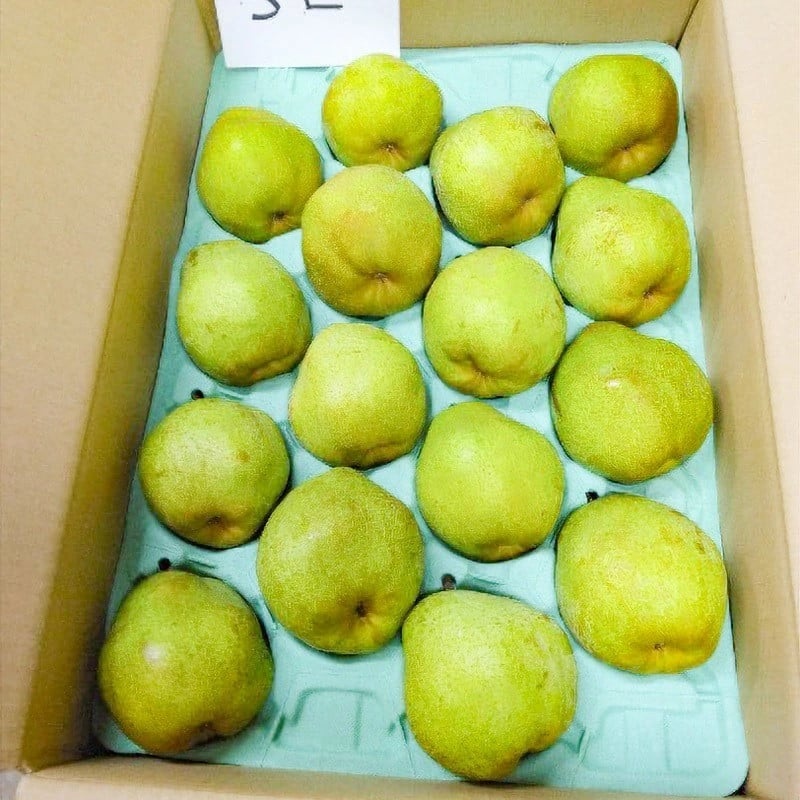 【令和8年産先行予約】ラ・フランス（洋梨） 3Lサイズ 約5kg (16玉)　伊藤果樹園