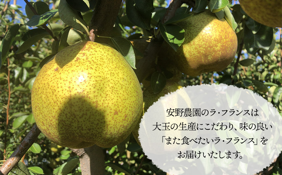 【令和8年産先行予約】安野農園のこだわりラ・フランス 3kg（5～9玉） 化粧箱入り 山形県鶴岡産　安野農園