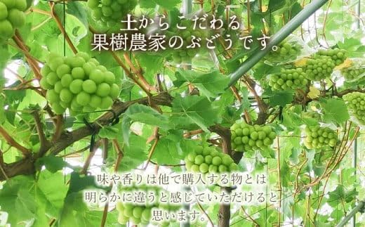 【令和8年産 先行予約】シャインマスカット 1.4kg以上(2房)　山形県鶴岡市産　マルタ農園