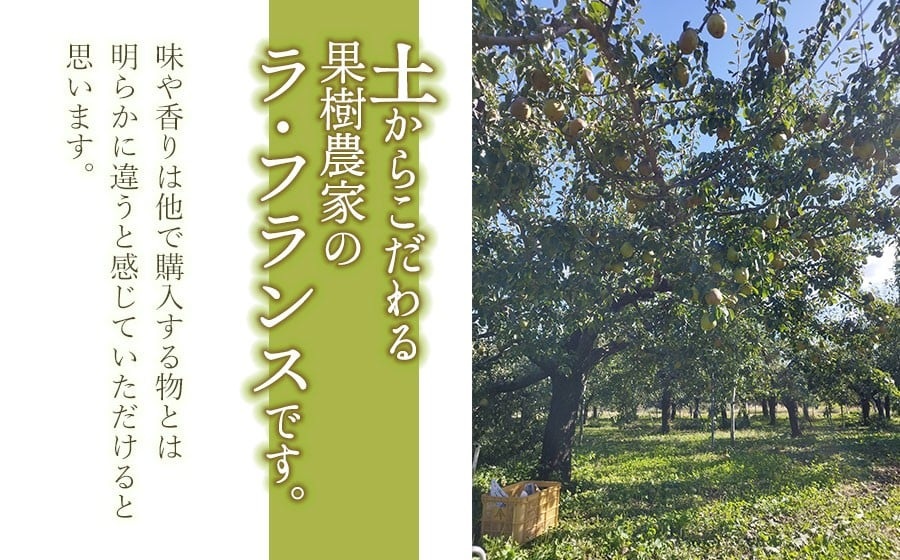 【令和8年産先行予約】ラ・フランス 3kg (9～12玉)　山形県鶴岡市産　マルタ農園