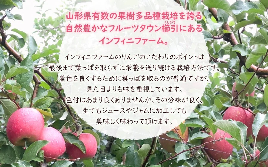 【令和8年産先行予約】鶴岡市産りんご ふじ 約2.5kg（7～9玉）　インフィニファーム　K-828