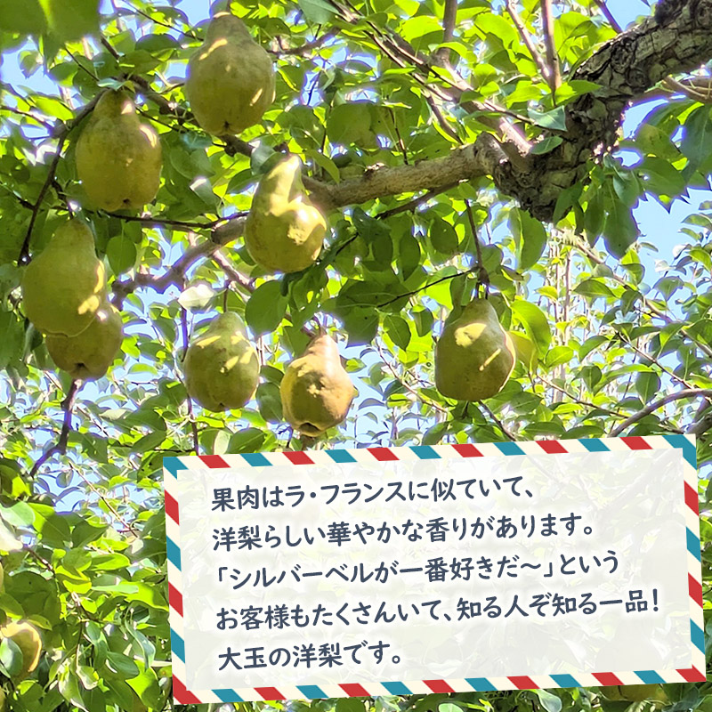 【令和7年産先行予約】洋梨　シルバーベル　約3kg（7～9玉）　やまも果樹園