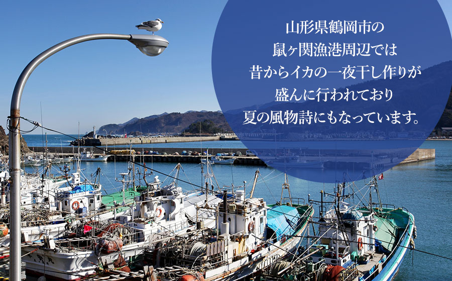 鼠ヶ関名産　いかの一夜干し 4枚セット　鼠ヶ関水産加工生産組合