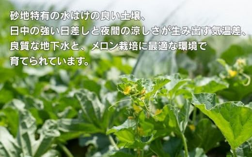 【令和8年産先行予約】菅原農園の庄内砂丘メロン 約5kg （3玉～5玉） アンデス メロン 【7月下旬～8月上旬】　k-839　菅原農園　鶴岡地区物産協同組合