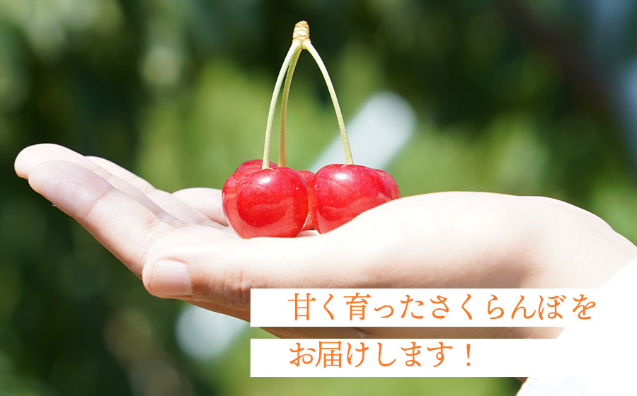 【令和8年産先行予約】 佐藤錦 バラ詰め(M～Lサイズ混合) 500g 山形県鶴岡産　シキブ農園　K-732