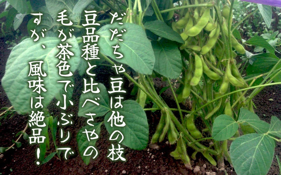 【令和8年産先行予約】”元祖”森屋藤十郎の白山産だだちゃ豆「早生」1kg（500g×2袋） 鶴岡特産　K-831