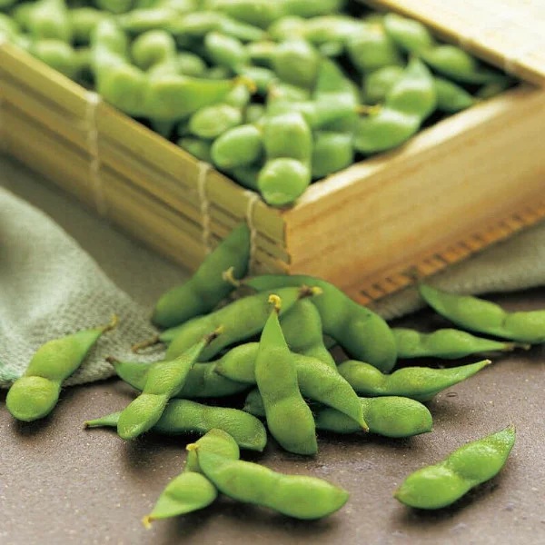 【令和7年産】寺田村産だだちゃ豆 極味 竹簾箱入り 580g　清川屋