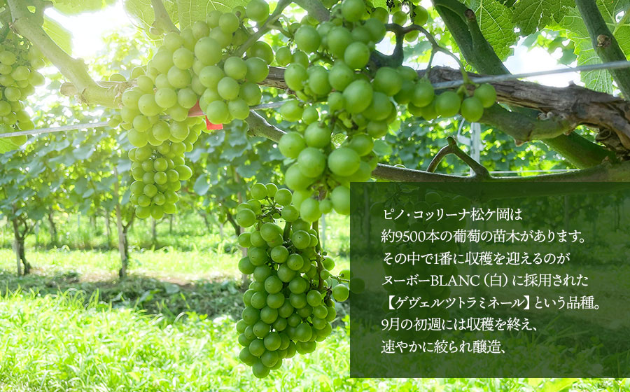 《20周年記念限定デザインボトル》鶴岡産ワイン　2025年ヌーボーROUGE（赤ワイン）・BLANC（白ワイン）　750ml×2本　【市制施行20周年記念返礼品】ピノ・コッリーナファーム&ガーデンワイナリー松ケ岡