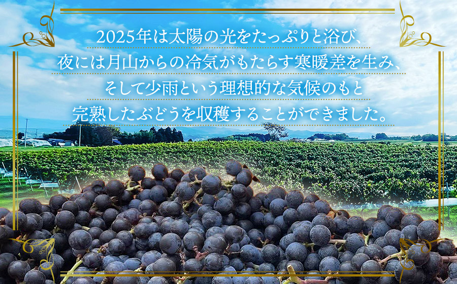 鶴岡産赤ワイン　Sence of Place 2025（赤） 750ml×1本　株式会社エルサン 国産 日本ワイン