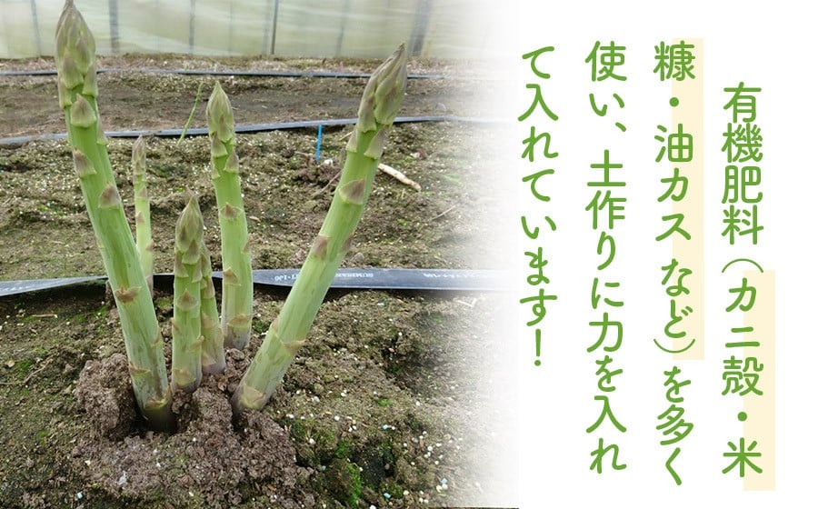 【令和8年産先行予約】　春採りアスパラガス 2Lサイズ 1kg　山形県鶴岡産　Toki農園