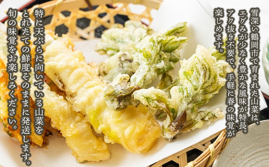 【令和8年発送】山菜セット天ぷら用（3種以上）　タラの芽、山ウド、月山筍など　計300g以上　グレイスファーム